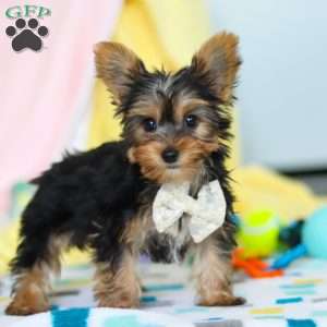 Ollie, Yorkie Puppy
